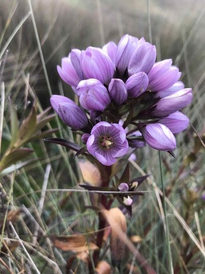 Gentianella foliosa, photographed by Ben Pritchard