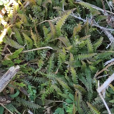 Austroblechnum penna-marina, photographed by Jenny Saito