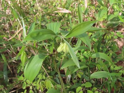 Disporum sessile, photographed by mami_t_t
