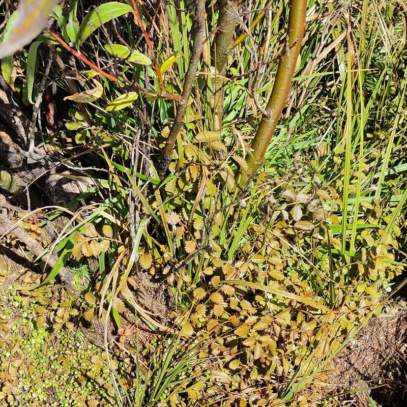 Argentina anserinoides, photographed by Jenny Saito