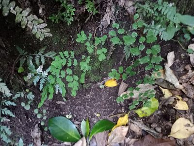 Adiantum raddianum, photographed by Sunita Singh