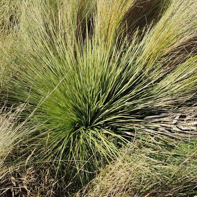 Aciphylla subflabellata