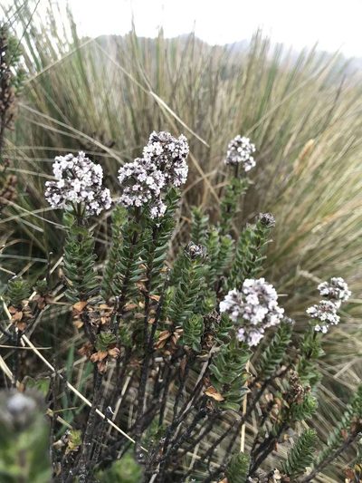 Valeriana microphylla, photographed by Ben Pritchard