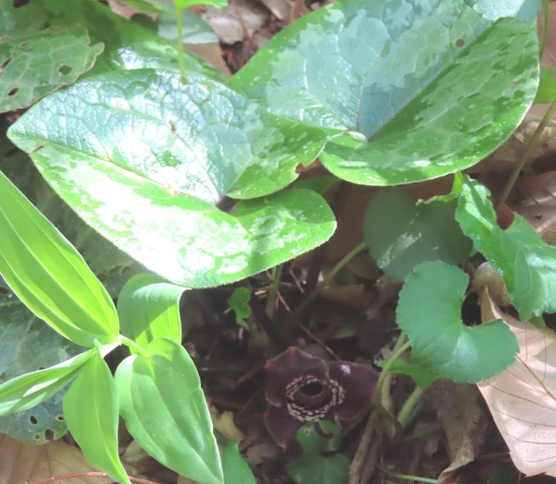 Asarum tamaense, photographed by mami_t_t