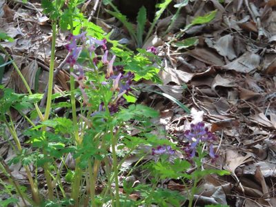 Corydalis incisa, photographed by mami_t_t