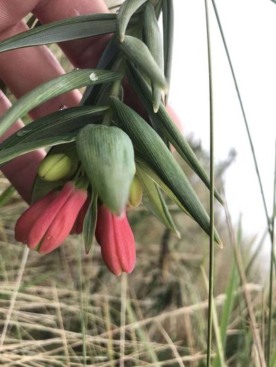 Bomarea glaucescens, photographed by Ben Pritchard