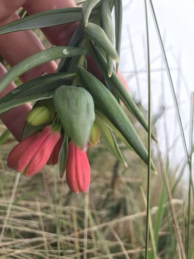 Bomarea glaucescens, photographed by Ben Pritchard
