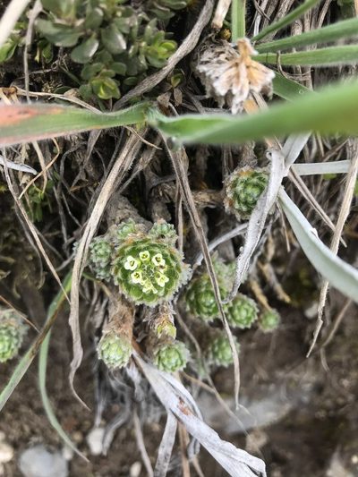 Draba aretioides, photographed by Ben Pritchard