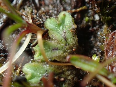 Riccia sorocarpa, photographed by Ellyne Geurts