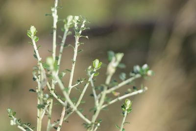 Ozothamnus obcordatus, photographed by Dylan Wishart