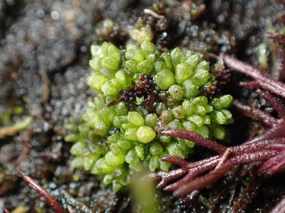 Sphaerocarpos texanus, photographed by Ellyne Geurts