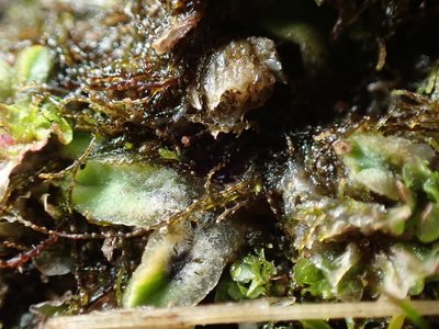 Riccia sorocarpa, photographed by Ellyne Geurts