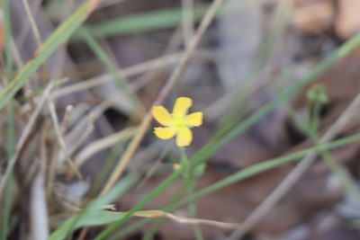 Hypericum gramineum, photographed by Dylan Wishart