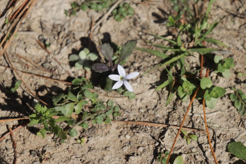 Isotoma fluviatilis, photographed by Dylan Wishart