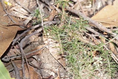 Acacia aculeatissima, photographed by Dylan Wishart
