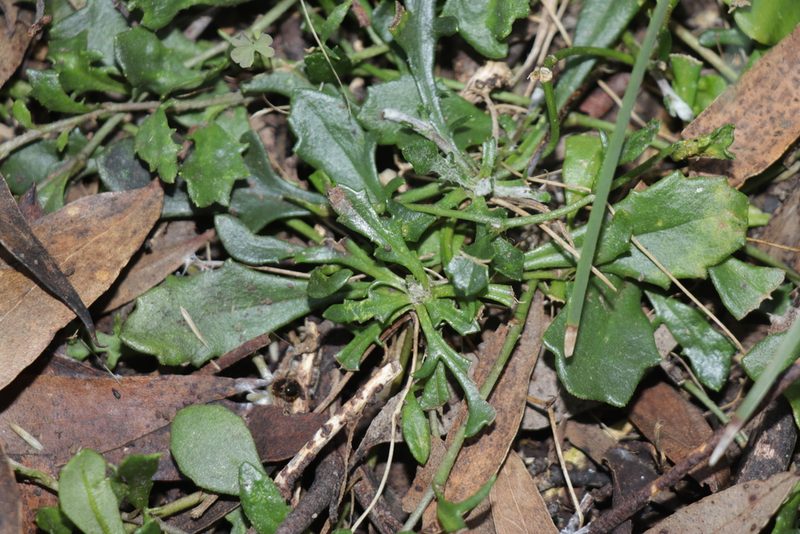 Goodenia lanata, photographed by Dylan Wishart