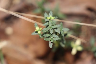 Gonocarpus tetragynus, photographed by Dylan Wishart