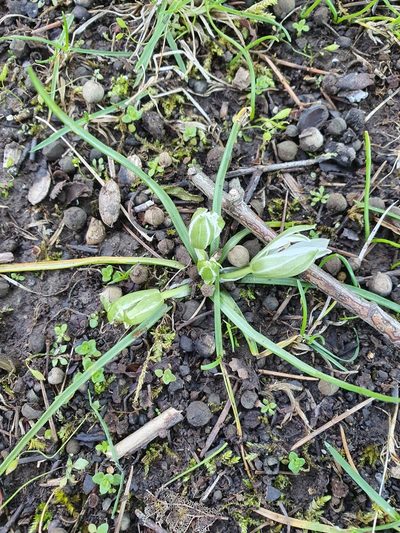 Ornithogalum exscapum, photographed by Tania Walisch