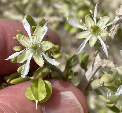 Zygophyllum dumosum, photographed by Henrik Kibak