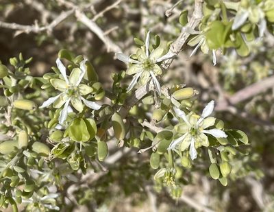 Zygophyllum dumosum, photographed by Henrik Kibak