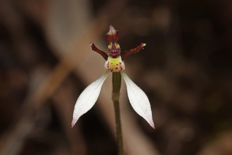 Eriochilus collinus, photographed by Connor Margetts