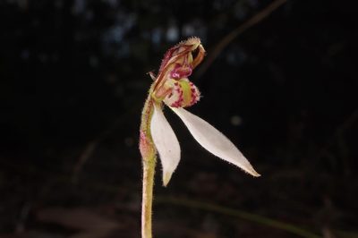 Eriochilus collinus, photographed by Connor Margetts