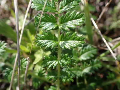 Acaena agnipila, photographed by Lisa Bennett