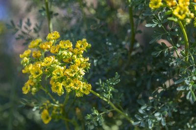 Ruta chalepensis, photographed by Tim Johnson