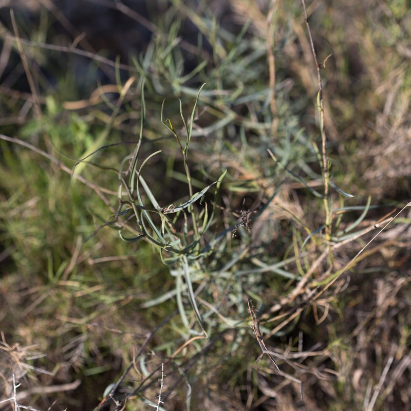 Bupleurum fruticescens, photographed by Tim Johnson