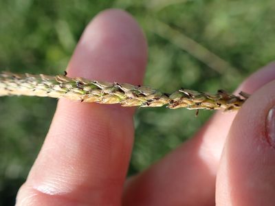 Paspalum dilatatum, photographed by Lisa Bennett