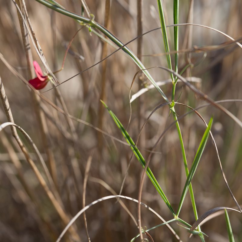 Lathyrus setifolius, photographed by Tim Johnson
