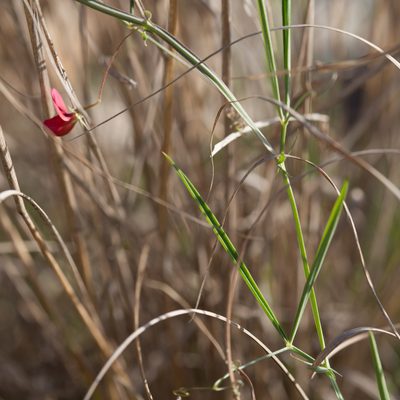 Lathyrus setifolius, photographed by Tim Johnson