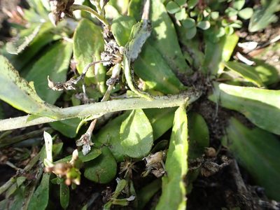 Gamochaeta americana, photographed by Lisa Bennett