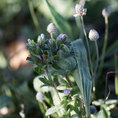 Echium parviflorum, photographed by Tim Johnson