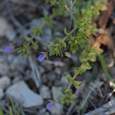 Lysimachia loeflingii, photographed by Tim Johnson