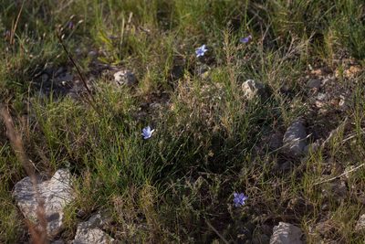 Aphyllanthes monspeliensis, photographed by Tim Johnson