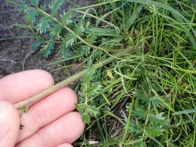 Acaena agnipila