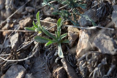 Atractylis cancellata, photographed by Tim Johnson