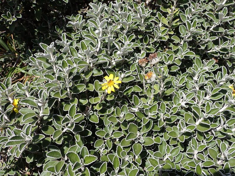 Brachyglottis compacta, photographed by Lisa Bennett