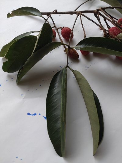 Nephelium hypoleucum, photographed by Utain Pummarin