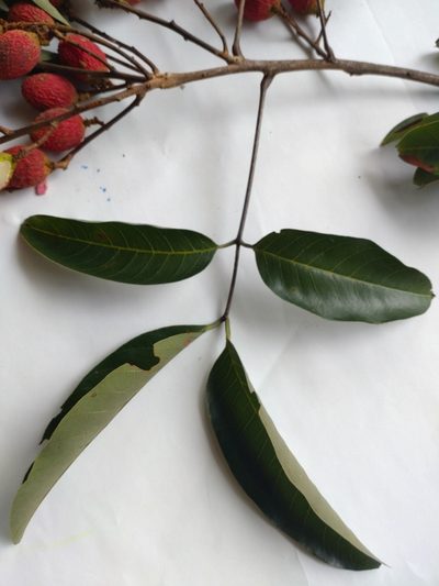 Nephelium hypoleucum, photographed by Utain Pummarin