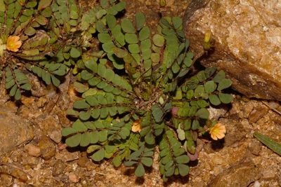 Biophytum umbraculum, photographed by i_c_riddell