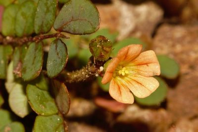 Biophytum umbraculum, photographed by i_c_riddell