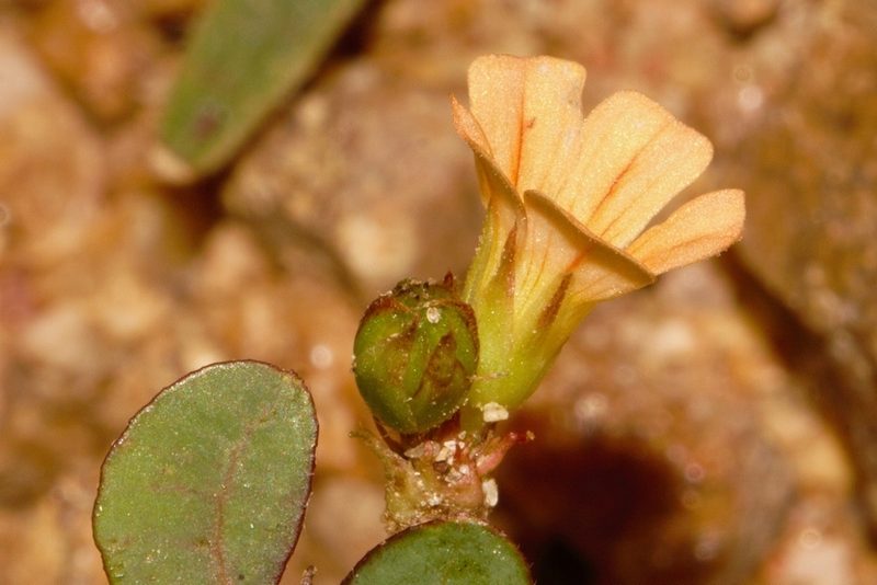 Biophytum umbraculum, photographed by i_c_riddell