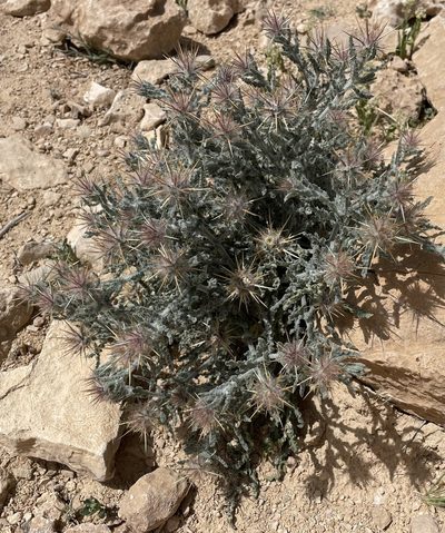 Centaurea aegyptiaca, photographed by Henrik Kibak