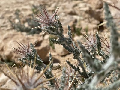 Centaurea aegyptiaca, photographed by Henrik Kibak