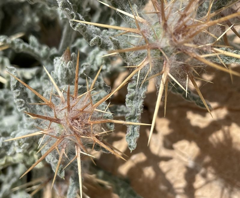 Centaurea aegyptiaca, photographed by Henrik Kibak