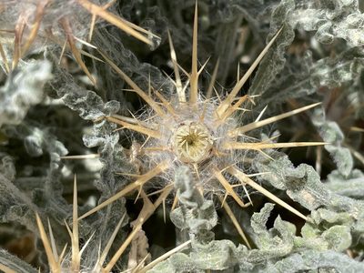 Centaurea aegyptiaca, photographed by Henrik Kibak