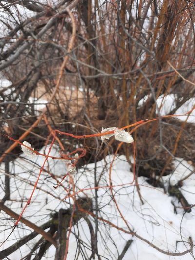 Salix acutifolia, photographed by Дмитрий Дунин