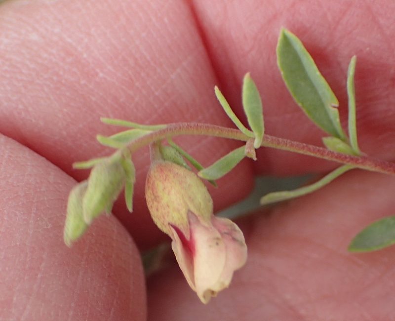 Hermannia gracilis, photographed by Nicola van Berkel